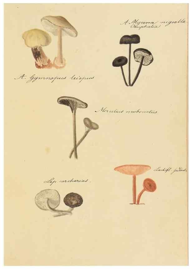 Reproducción/Reproduction 36945495455: Icones fungorum Niskiensium /. [before 1805]