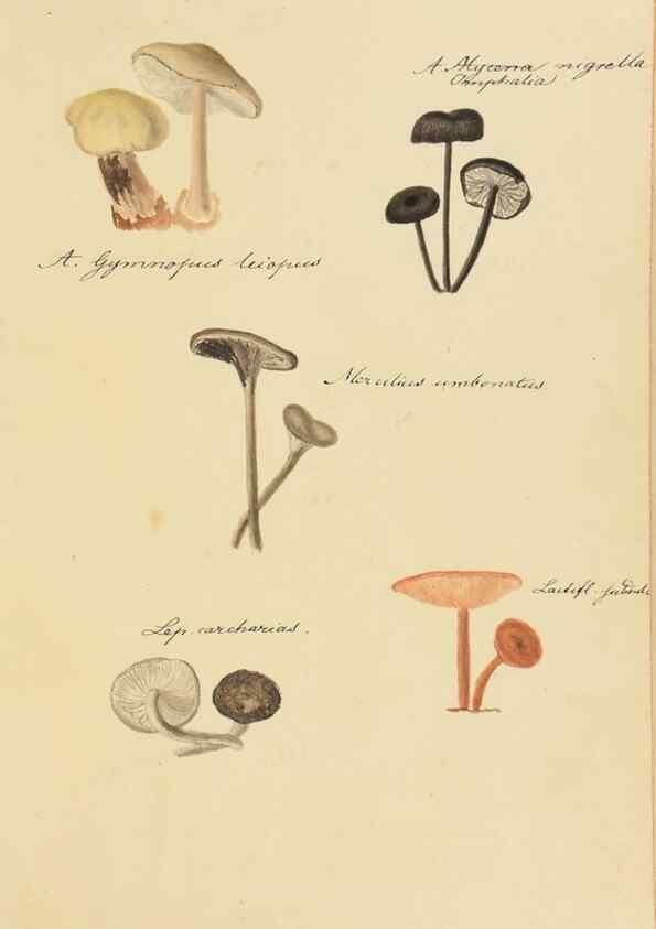 Reproducción/Reproduction 36945495455: Icones fungorum Niskiensium /. [before 1805]