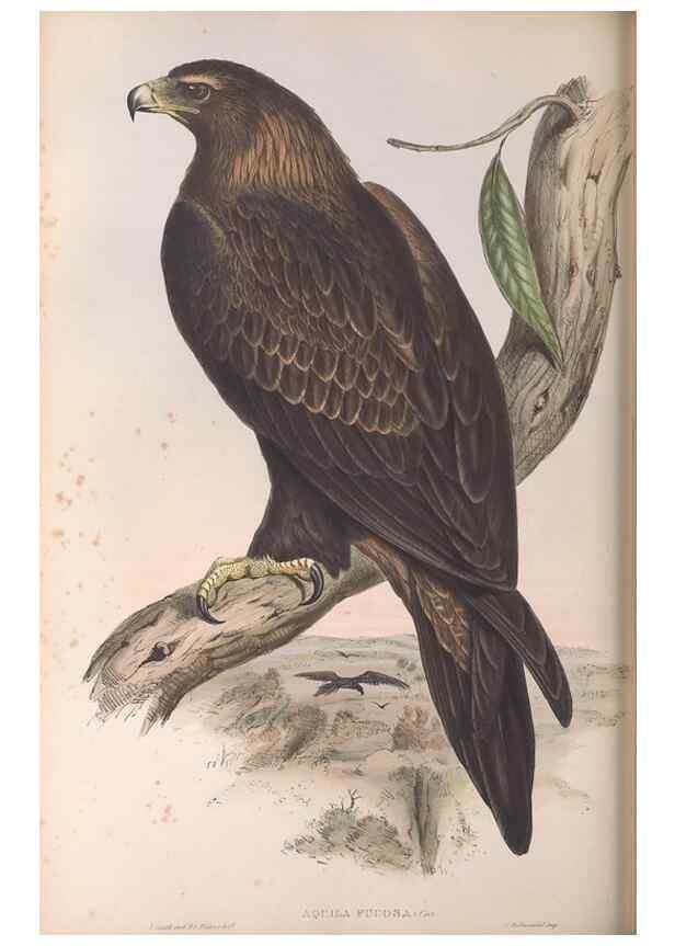 Reproducción/Reproduction 36116793684: The birds of Australia.. London,Printed by R. and J. E. Taylor; pub. by the author,[1840]-48.
