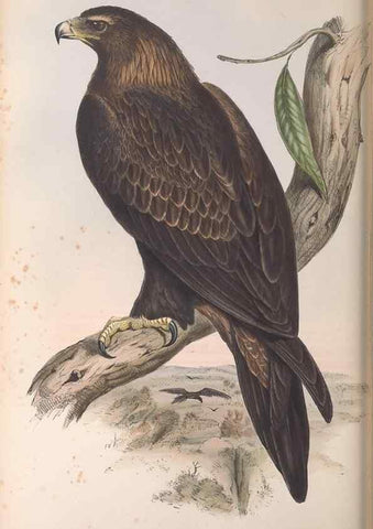 Reproducción/Reproduction 36116793684: The birds of Australia.. London,Printed by R. and J. E. Taylor; pub. by the author,[1840]-48.