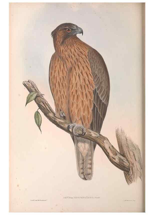 Reproducción/Reproduction 36811660301: The birds of Australia.. London,Printed by R. and J. E. Taylor; pub. by the author,[1840]-48.