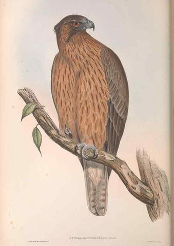 Reproducción/Reproduction 36811660301: The birds of Australia.. London,Printed by R. and J. E. Taylor; pub. by the author,[1840]-48.