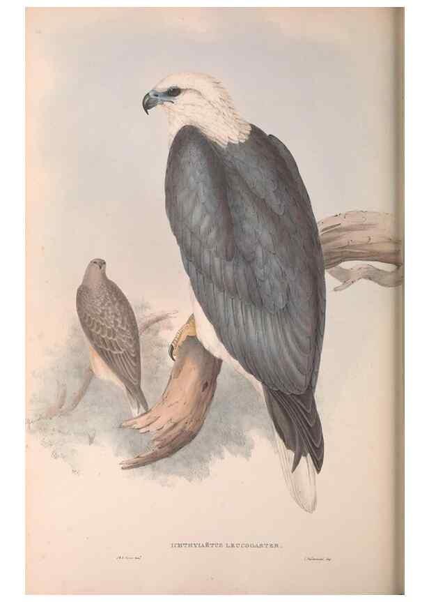 Reproducción/Reproduction 36555017250: The birds of Australia.. London,Printed by R. and J. E. Taylor; pub. by the author,[1840]-48.