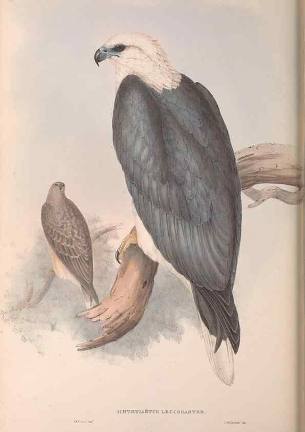 Reproducción/Reproduction 36555017250: The birds of Australia.. London,Printed by R. and J. E. Taylor; pub. by the author,[1840]-48.