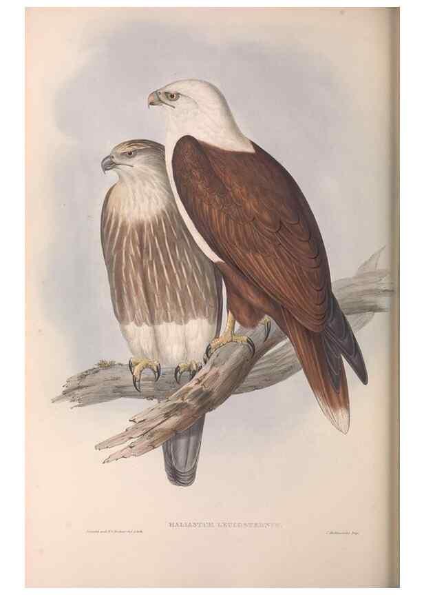 Reproducción/Reproduction 36951392275: The birds of Australia.. London,Printed by R. and J. E. Taylor; pub. by the author,[1840]-48.