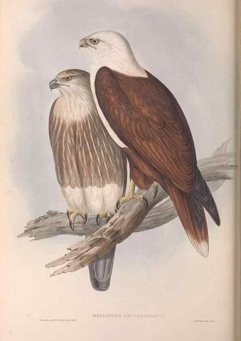 Reproducción/Reproduction 36951392275: The birds of Australia.. London,Printed by R. and J. E. Taylor; pub. by the author,[1840]-48.