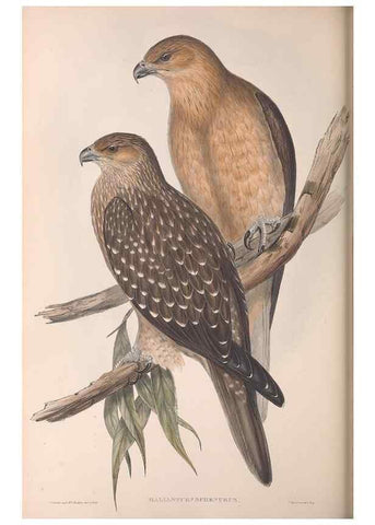 Reproducción/Reproduction 36951394195: The birds of Australia.. London,Printed by R. and J. E. Taylor; pub. by the author,[1840]-48.