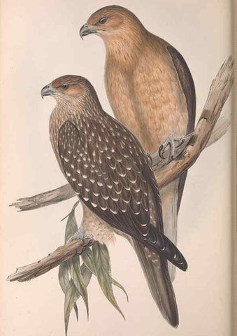 Reproducción/Reproduction 36951394195: The birds of Australia.. London,Printed by R. and J. E. Taylor; pub. by the author,[1840]-48.