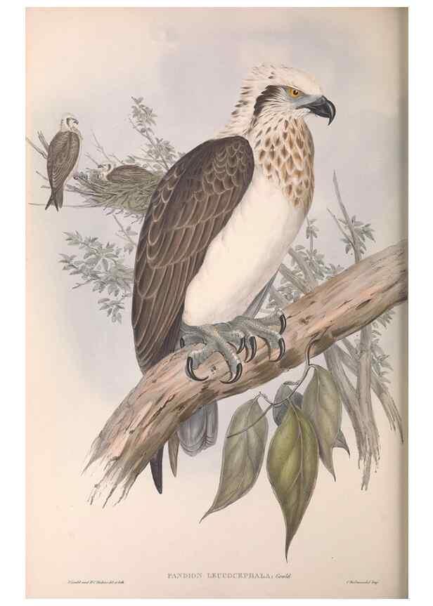 Reproducción/Reproduction 36811668021: The birds of Australia.. London,Printed by R. and J. E. Taylor; pub. by the author,[1840]-48.