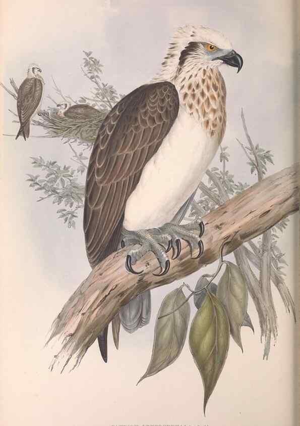 Reproducción/Reproduction 36811668021: The birds of Australia.. London,Printed by R. and J. E. Taylor; pub. by the author,[1840]-48.