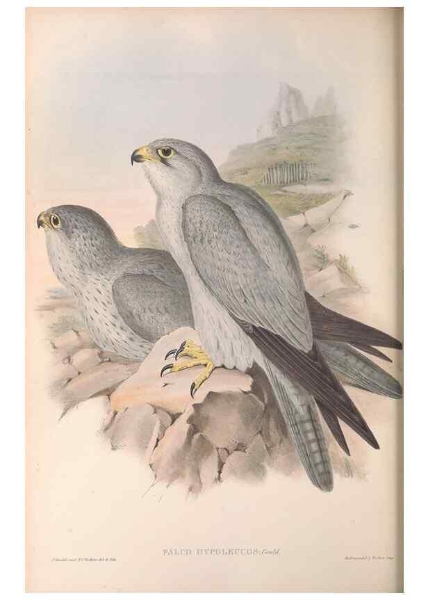Reproducción/Reproduction 36951397075: The birds of Australia.. London,Printed by R. and J. E. Taylor; pub. by the author,[1840]-48.