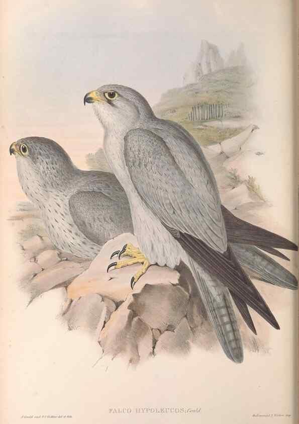 Reproducción/Reproduction 36951397075: The birds of Australia.. London,Printed by R. and J. E. Taylor; pub. by the author,[1840]-48.