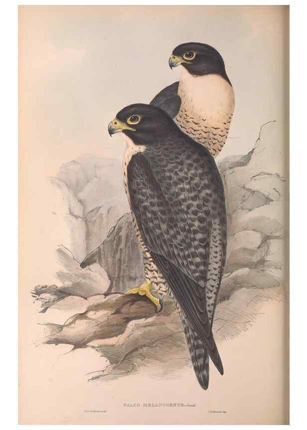 Reproducción/Reproduction 36811672801: The birds of Australia.. London,Printed by R. and J. E. Taylor; pub. by the author,[1840]-48.