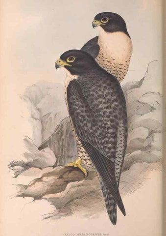 Reproducción/Reproduction 36811672801: The birds of Australia.. London,Printed by R. and J. E. Taylor; pub. by the author,[1840]-48.