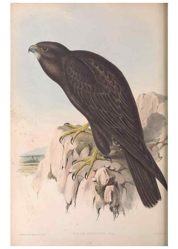 Reproducción/Reproduction 36951399415: The birds of Australia.. London,Printed by R. and J. E. Taylor; pub. by the author,[1840]-48.