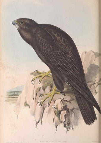 Reproducción/Reproduction 36951399415: The birds of Australia.. London,Printed by R. and J. E. Taylor; pub. by the author,[1840]-48.