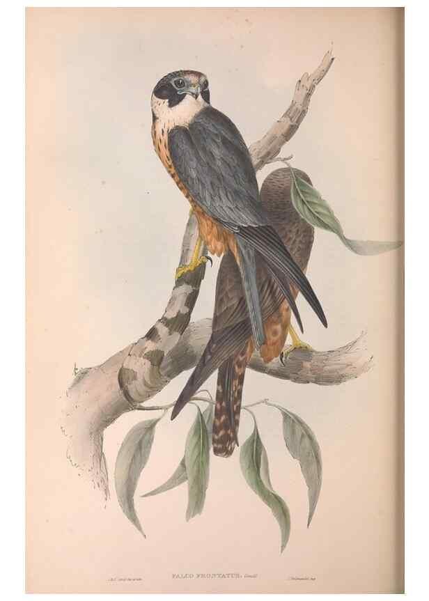 Reproducción/Reproduction 36951400595: The birds of Australia.. London,Printed by R. and J. E. Taylor; pub. by the author,[1840]-48.