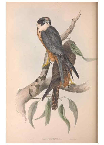 Reproducción/Reproduction 36951400595: The birds of Australia.. London,Printed by R. and J. E. Taylor; pub. by the author,[1840]-48.