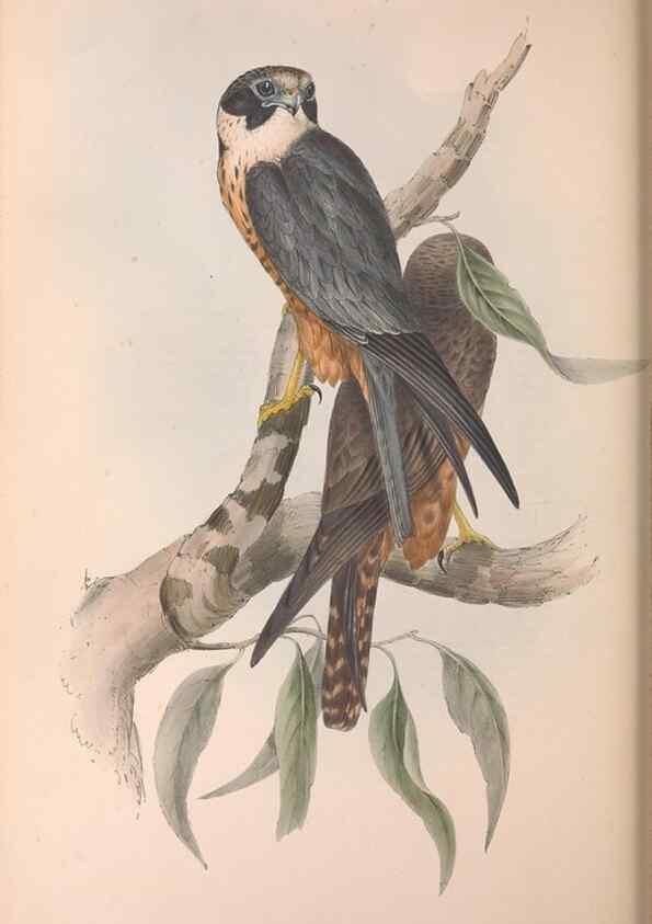 Reproducción/Reproduction 36951400595: The birds of Australia.. London,Printed by R. and J. E. Taylor; pub. by the author,[1840]-48.