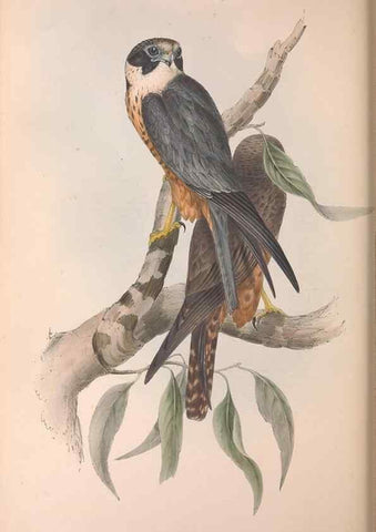 Reproducción/Reproduction 36951400595: The birds of Australia.. London,Printed by R. and J. E. Taylor; pub. by the author,[1840]-48.