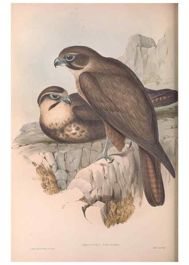 Reproducción/Reproduction 36780215122: The birds of Australia.. London,Printed by R. and J. E. Taylor; pub. by the author,[1840]-48.