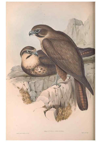 Reproducción/Reproduction 36780215122: The birds of Australia.. London,Printed by R. and J. E. Taylor; pub. by the author,[1840]-48.