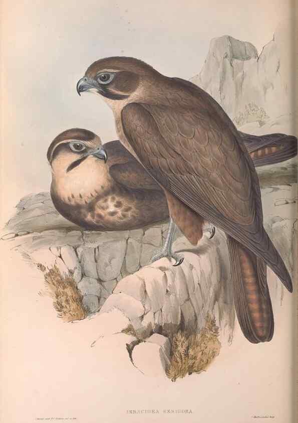 Reproducción/Reproduction 36780215122: The birds of Australia.. London,Printed by R. and J. E. Taylor; pub. by the author,[1840]-48.