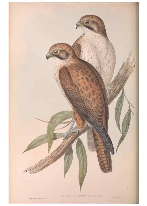 Reproducción/Reproduction 36780217442: The birds of Australia.. London,Printed by R. and J. E. Taylor; pub. by the author,[1840]-48.