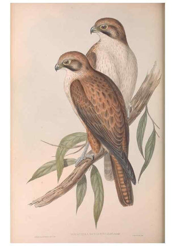 Reproducción/Reproduction 36780217442: The birds of Australia.. London,Printed by R. and J. E. Taylor; pub. by the author,[1840]-48.