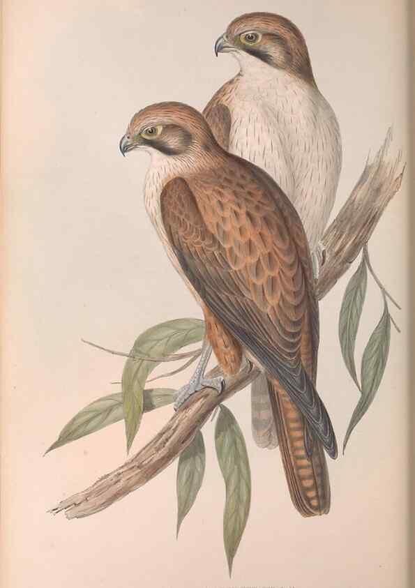 Reproducción/Reproduction 36780217442: The birds of Australia.. London,Printed by R. and J. E. Taylor; pub. by the author,[1840]-48.