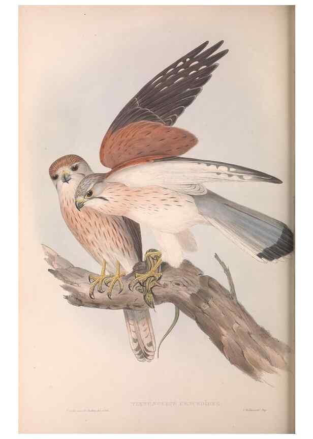 Reproducción/Reproduction 36951406995: The birds of Australia.. London,Printed by R. and J. E. Taylor; pub. by the author,[1840]-48.