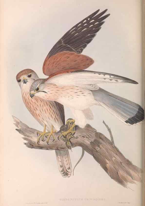 Reproducción/Reproduction 36951406995: The birds of Australia.. London,Printed by R. and J. E. Taylor; pub. by the author,[1840]-48.