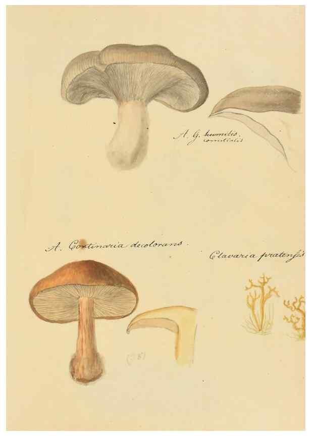 Reproducción/Reproduction 36111147484: Icones fungorum Niskiensium /. [before 1805]