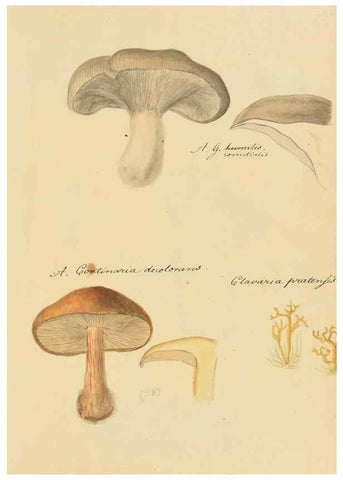 Reproducción/Reproduction 36111147484: Icones fungorum Niskiensium /. [before 1805]