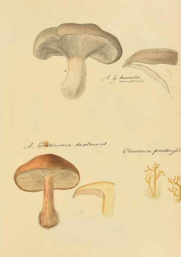 Reproducción/Reproduction 36111147484: Icones fungorum Niskiensium /. [before 1805]