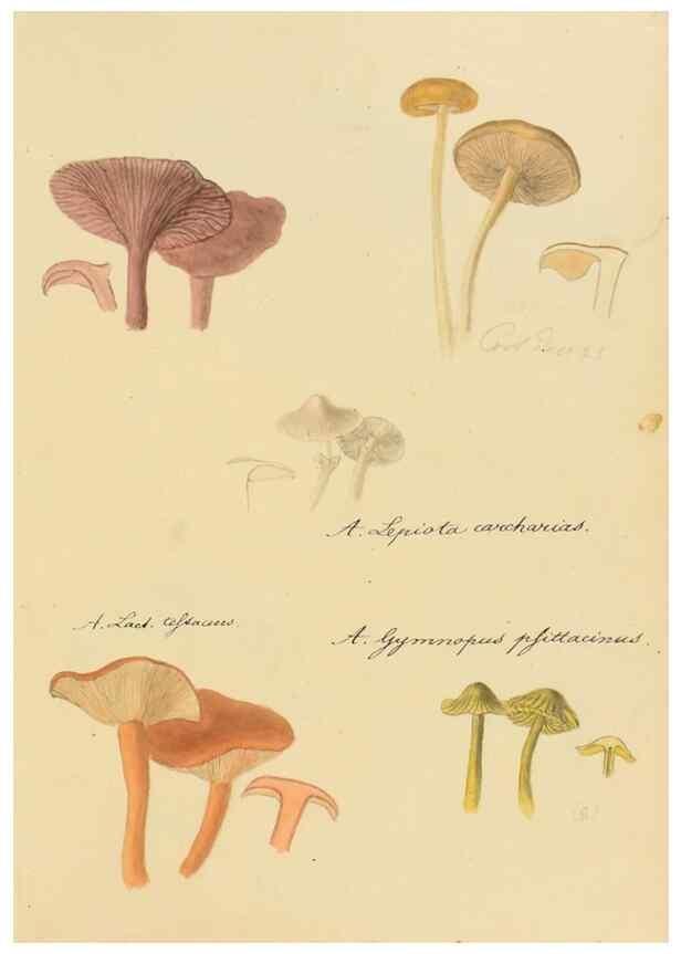Reproducción/Reproduction 36111144264: Icones fungorum Niskiensium /. [before 1805]