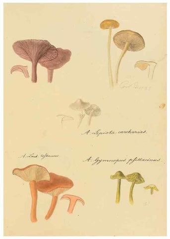 Reproducción/Reproduction 36111144264: Icones fungorum Niskiensium /. [before 1805]
