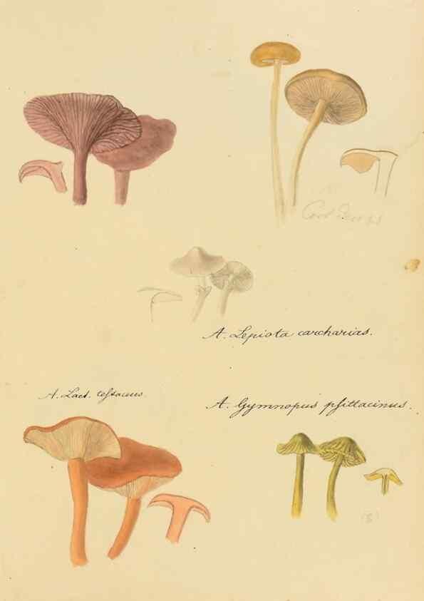 Reproducción/Reproduction 36111144264: Icones fungorum Niskiensium /. [before 1805]