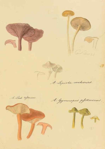 Reproducción/Reproduction 36111144264: Icones fungorum Niskiensium /. [before 1805]