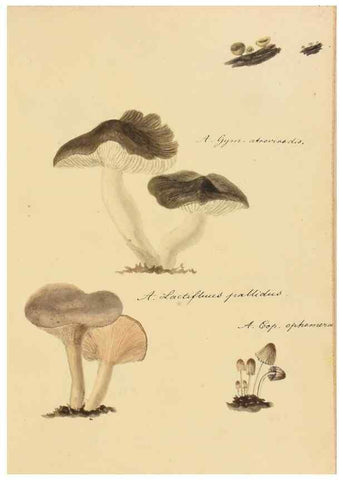 Reproducción/Reproduction 36111139944: Icones fungorum Niskiensium /. [before 1805]