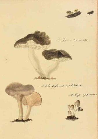Reproducción/Reproduction 36111139944: Icones fungorum Niskiensium /. [before 1805]