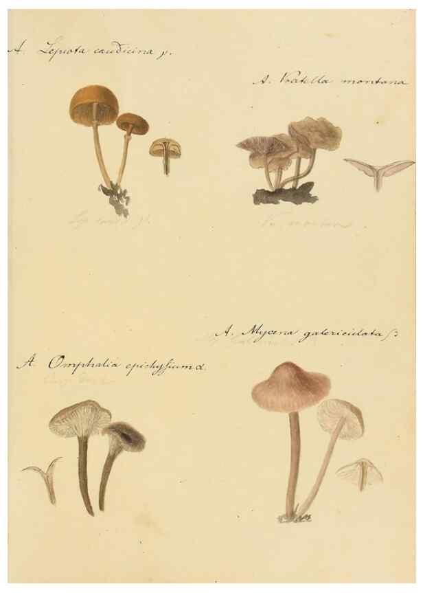 Reproducción/Reproduction 36757894256: Icones fungorum Niskiensium /. [before 1805]
