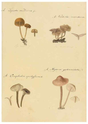 Reproducción/Reproduction 36757894256: Icones fungorum Niskiensium /. [before 1805]