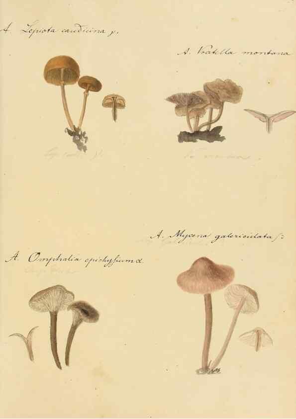 Reproducción/Reproduction 36757894256: Icones fungorum Niskiensium /. [before 1805]