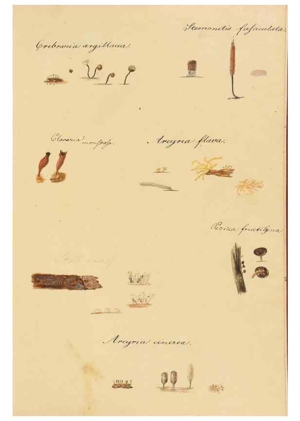 Reproducción/Reproduction 36757896716: Icones fungorum Niskiensium /. [before 1805]