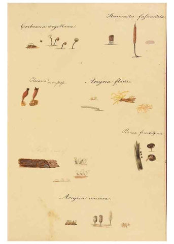 Reproducción/Reproduction 36757896716: Icones fungorum Niskiensium /. [before 1805]