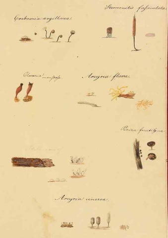 Reproducción/Reproduction 36757896716: Icones fungorum Niskiensium /. [before 1805]