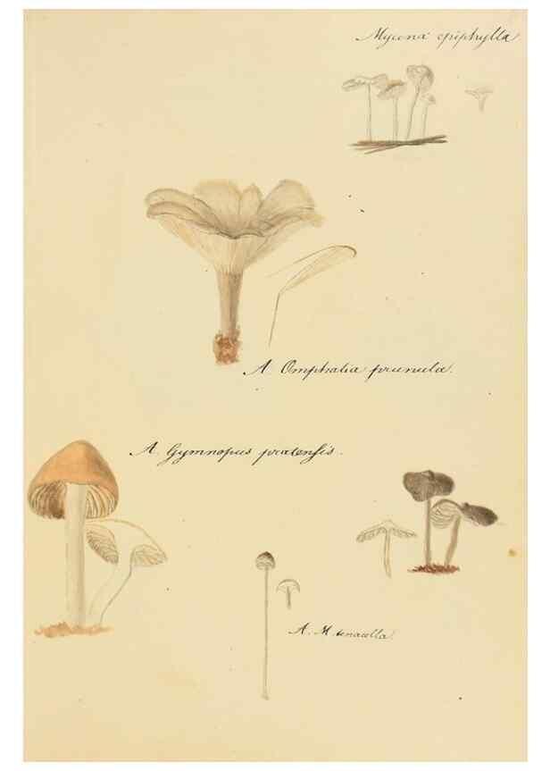 Reproducción/Reproduction 36757898846: Icones fungorum Niskiensium /. [before 1805]
