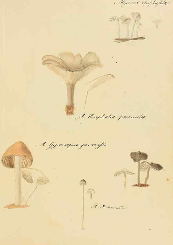 Reproducción/Reproduction 36757898846: Icones fungorum Niskiensium /. [before 1805]