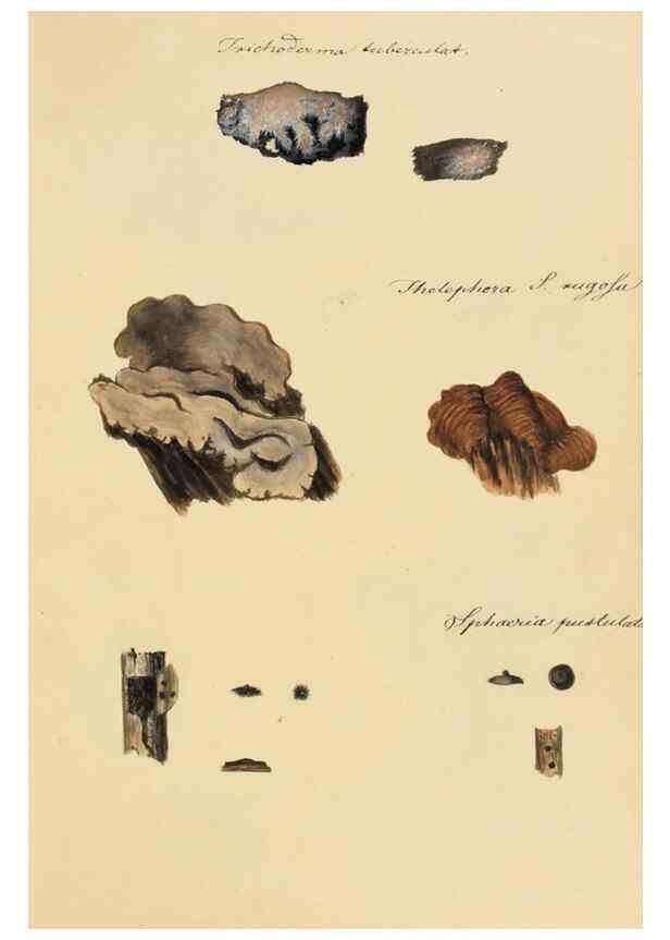 Reproducción/Reproduction 36757901176: Icones fungorum Niskiensium /. [before 1805]
